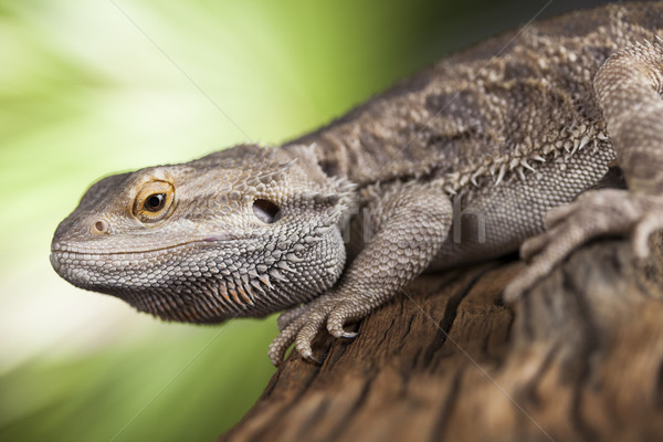 Pet, lizard Bearded Dragon on black background Stock photo © JanPietruszka