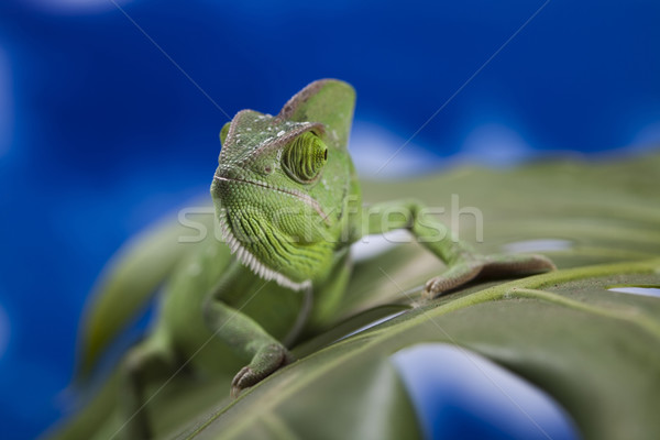 Drachen grünen Chamäleon Kreuz Hintergrund Porträt Stock foto © JanPietruszka