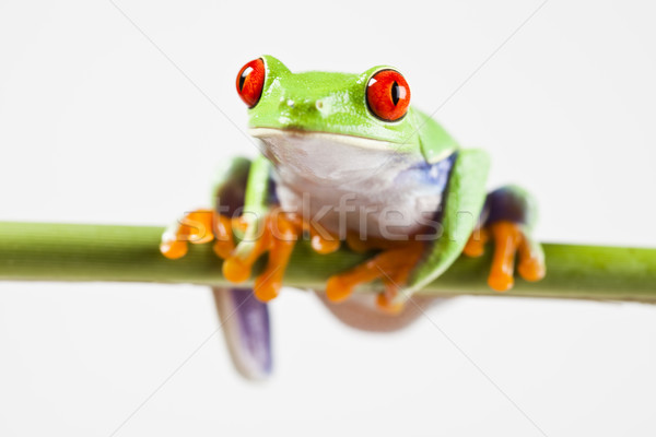 Stock photo: Red eye tree frog on colorful background