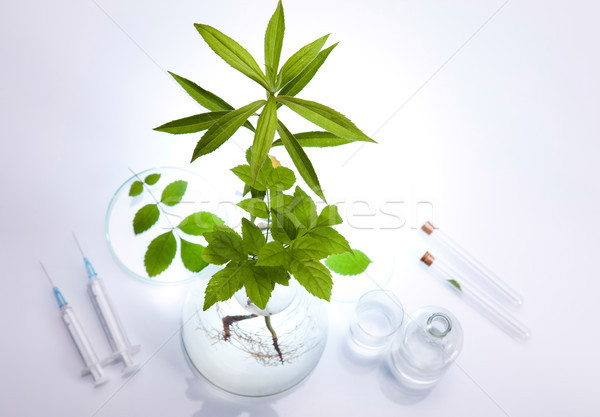 Laboratórium üvegáru növény orvosi élet labor Stock fotó © JanPietruszka