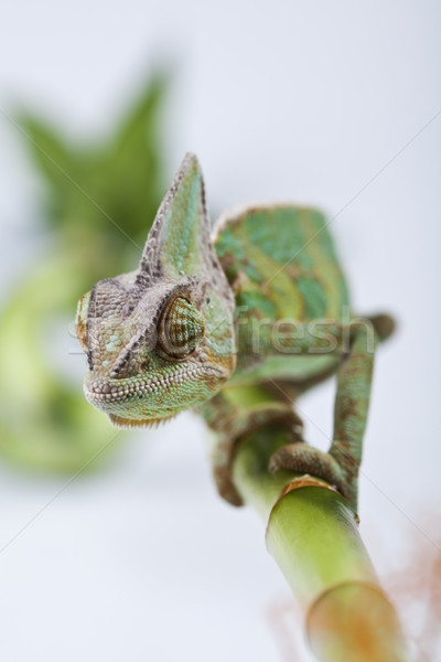 Eidechse Familien Chamäleon hellen lebendig exotischen Stock foto © JanPietruszka