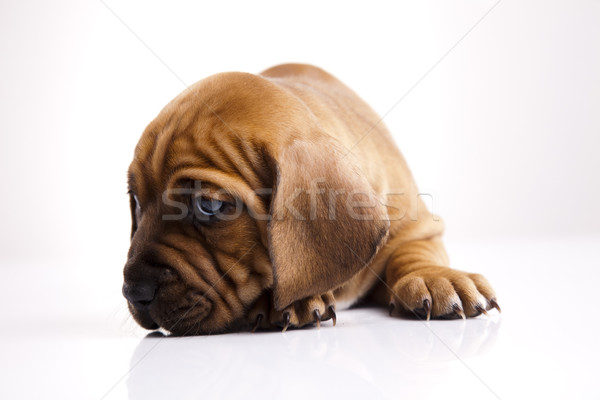 Little dog Stock photo © JanPietruszka