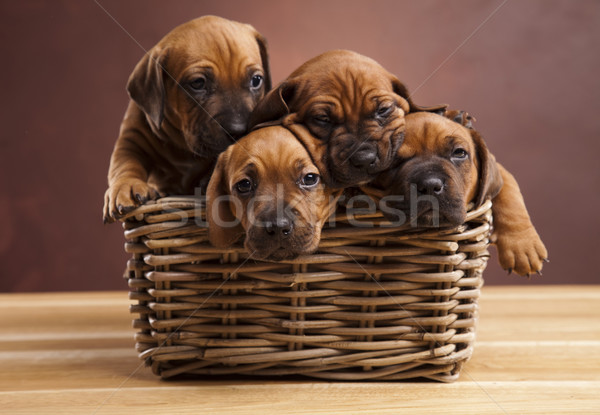 Stock photo:  Puppies, wicker basket 