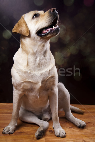 Labrador retriever kutya arc portré állat kutyakölyök Stock fotó © JanPietruszka