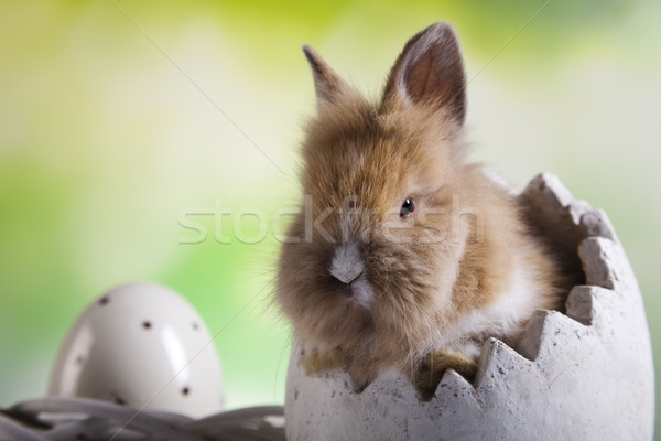 Wesołych Świąt mały bunny jaj funny wzór Zdjęcia stock © JanPietruszka