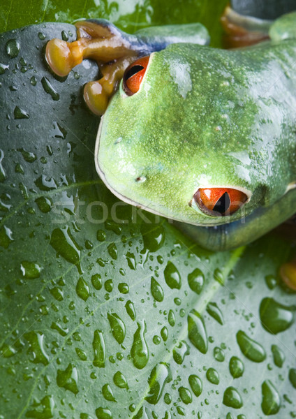 Stock photo: Frog in the jungle on colorful background