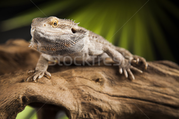 Stock fotó: Gyík · gyökér · szakállas · sárkány · zöld · állatok