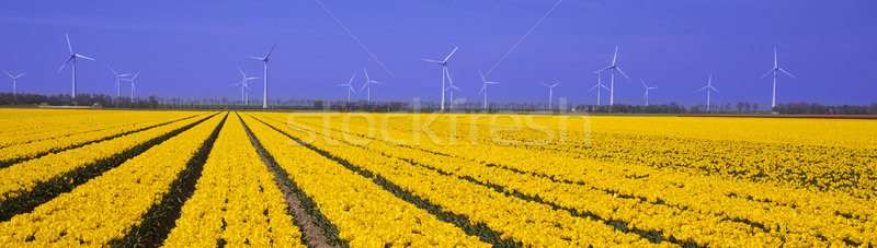 Windmill and colorful tulips in spring of flowers Stock photo © JanPietruszka
