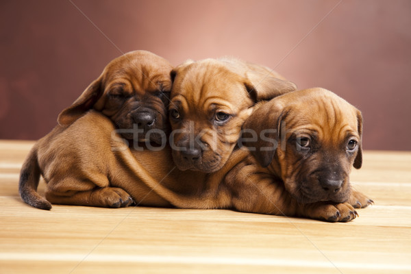 Kutyák kicsi kutya baba fiatal szomorúság Stock fotó © JanPietruszka
