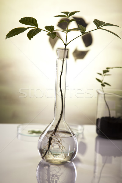 Plant laboratory Stock photo © JanPietruszka