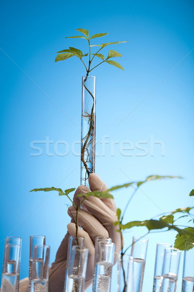 Plants and laboratory  Stock photo © JanPietruszka