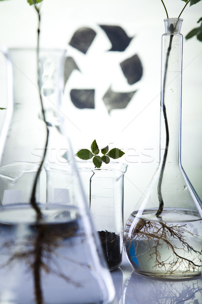 Stock photo: Ecology laboratory experiment in plants