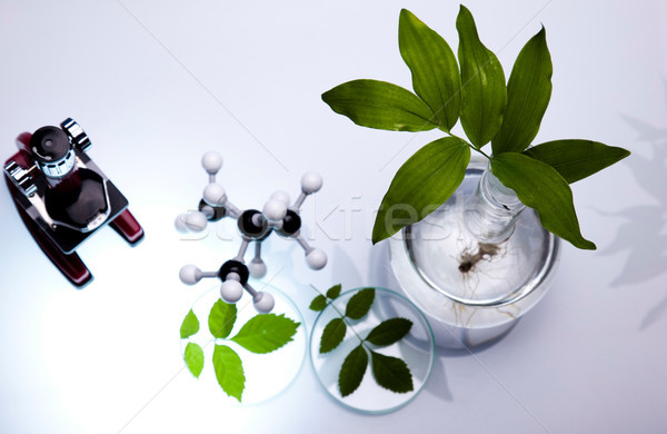 Laboratórium üvegáru felszerlés kísérleti növény gyógyszer Stock fotó © JanPietruszka