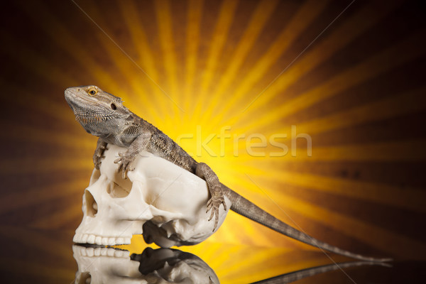Lagarto dragão crânio preto espelho textura Foto stock © JanPietruszka