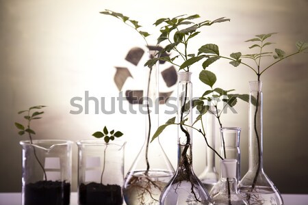 Plant and laboratory  Stock photo © JanPietruszka