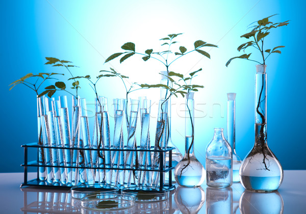 生態 實驗室 實驗 植物 性質 醫藥 商業照片 © JanPietruszka