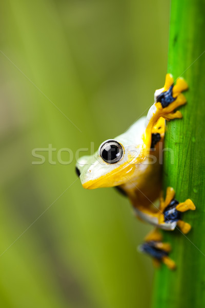 Stockfoto: Groene · boom · kikker · groene · tropische · dier · regenwoud