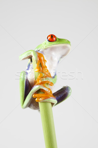 Stock photo: Red eyed frog green tree on colorful background