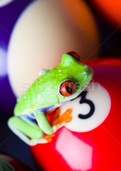 Red eyed frog green tree on colorful background Stock photo © JanPietruszka