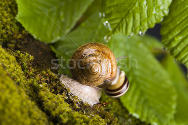 Snail, natural concept saturated colors Stock photo © JanPietruszka