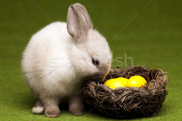 Imagine de stoc: Bunny · Paşti · iarbă · animale · amuzant · tineri