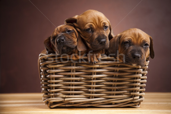 Kiskutyák fonott kosár kicsi kutya baba Stock fotó © JanPietruszka