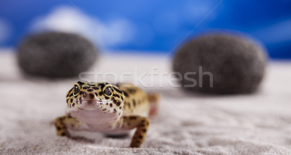 Stockfoto: Gekko · reptiel · hagedis · oog · witte · dier