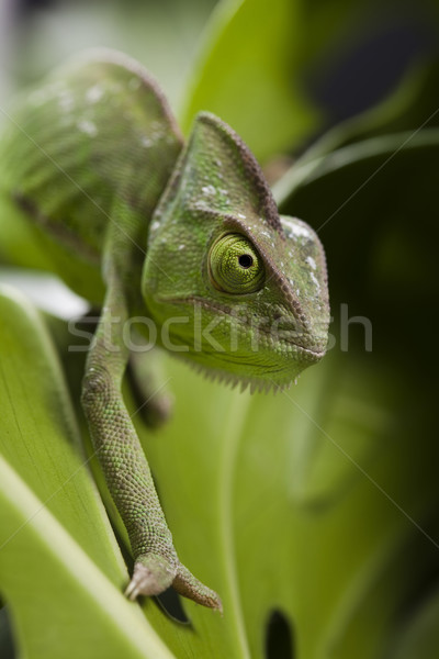 Chameleon крест фон портрет животные смешные Сток-фото © JanPietruszka