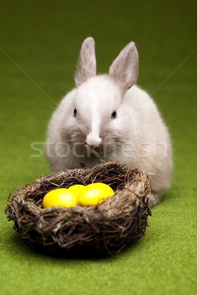 Nyuszi húsvéti nyuszi húsvét baba állat legelő Stock fotó © JanPietruszka