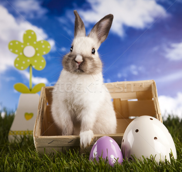 Spring baby bunny and green grass Stock photo © JanPietruszka