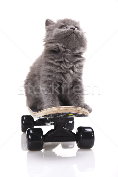 Stockfoto: Weinig · grijs · kitten · cute · huisdier · kleurrijk