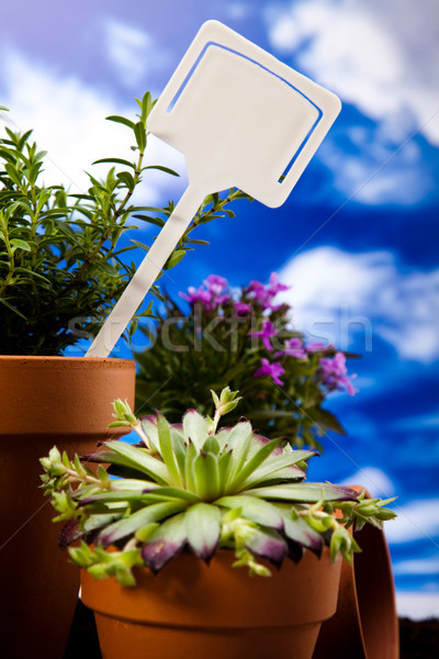 Bloemen tuin tools blauwe hemel gras natuur Stockfoto © JanPietruszka