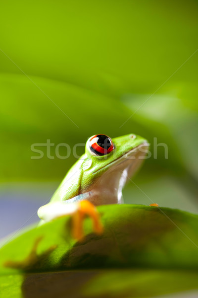 Frosch farbenreich Dschungel Makro Haustier Stock foto © JanPietruszka