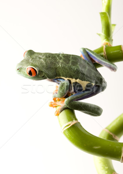 Red eye tree frog on colorful background Stock photo © JanPietruszka