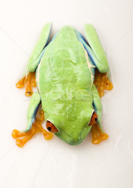 Rot Auge Laubfrosch farbenreich Natur Blatt Stock foto © JanPietruszka