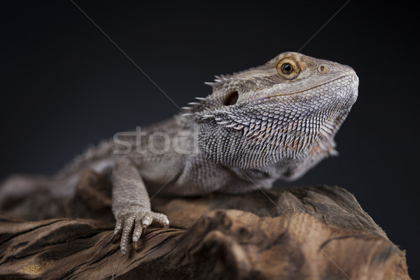 Dragon, Agama Lizard on black mirror background Stock photo © JanPietruszka