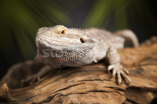 Lagarto raiz barbudo dragão verde pé Foto stock © JanPietruszka