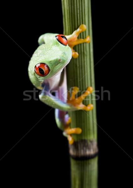 Egzotik kurbağa renkli doğa kırmızı tropikal Stok fotoğraf © JanPietruszka