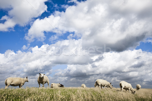 Landscape in mountains, natural colorful tone Stock photo © JanPietruszka