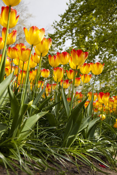 Tulips , the flowers in the garden , early spring Stock photo © JanPietruszka