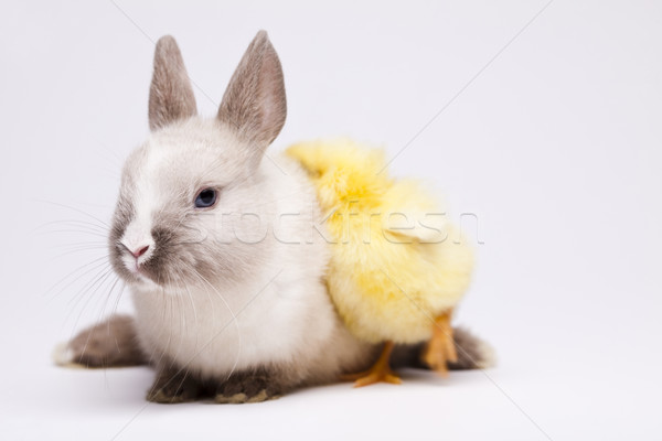 Rabbit on chick Stock photo © JanPietruszka