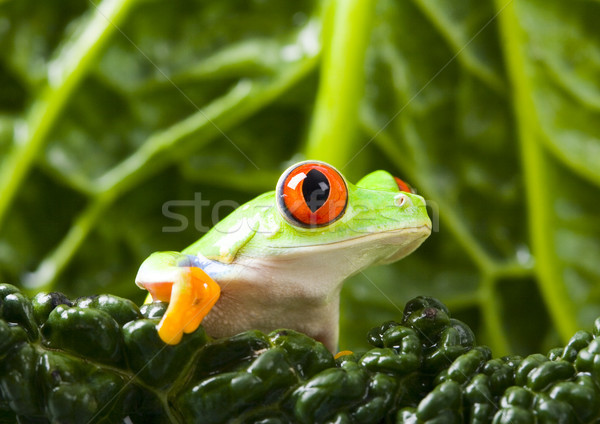 Stock photo: Red eyed frog green tree on colorful background