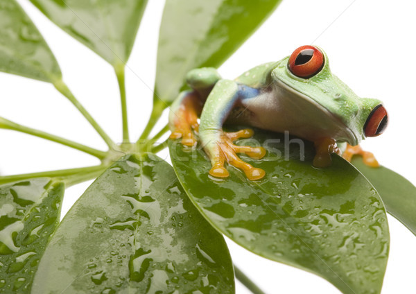 Stockfoto: Rood · oog · boomkikker · blad · kleurrijk · natuur