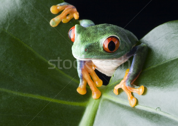 Stock photo: Flying Frog in the jungle on colorful background