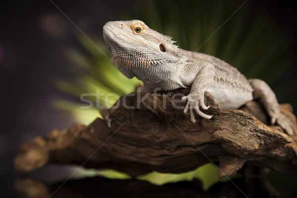 Jaszczurka korzeń brodaty smoka zielone stóp Zdjęcia stock © JanPietruszka