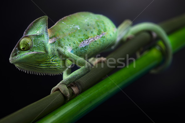 ящерицы семей Chameleon крест фон портрет Сток-фото © JanPietruszka