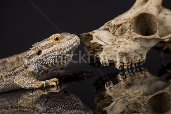 Animal Skull, Antlers, lizard  on black mirror background Stock photo © JanPietruszka