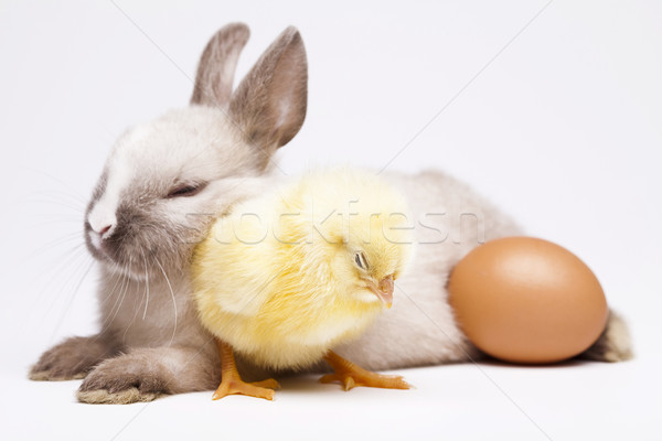 Foto stock: Chick · vacaciones · Pascua · bebé · aves · pollo