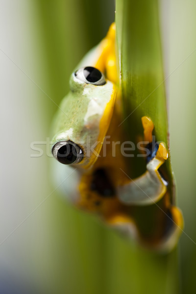 Egzotikus béka Indonézia zöld trópusi állat Stock fotó © JanPietruszka