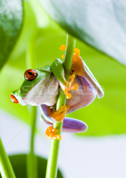 Red eye tree frog on colorful background Stock photo © JanPietruszka